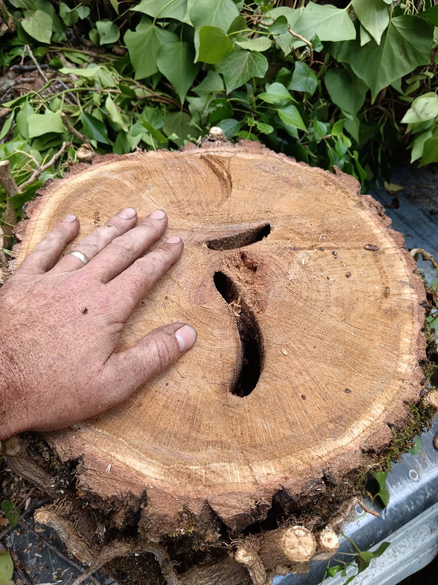 taille elagage maurienne